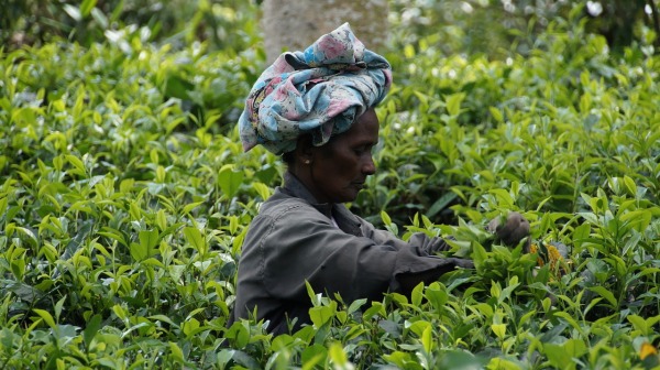 A worker on a tea plantation