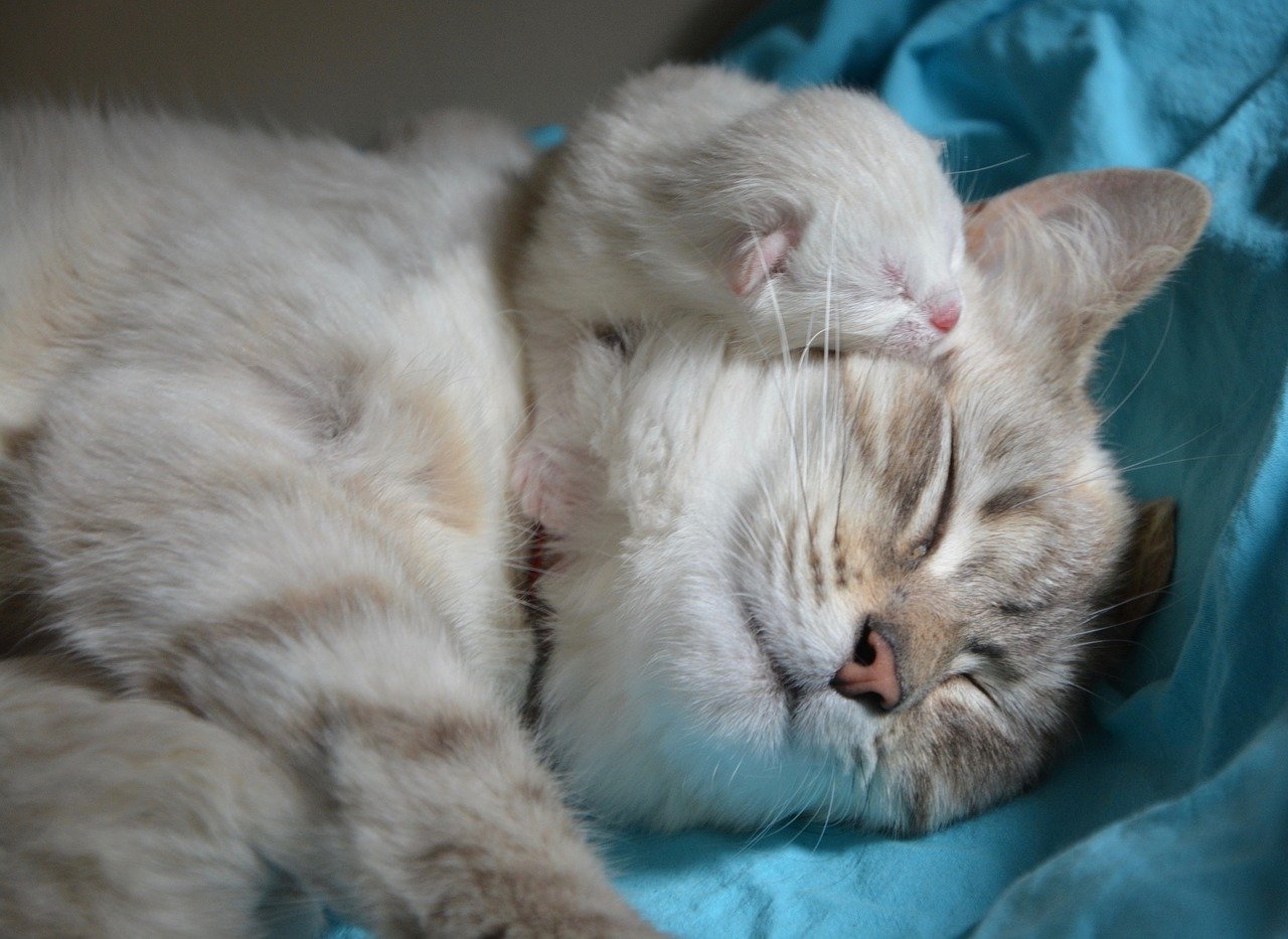 Kitten hug